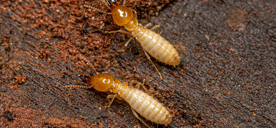 Structural Heat Termite Treatment in Burke