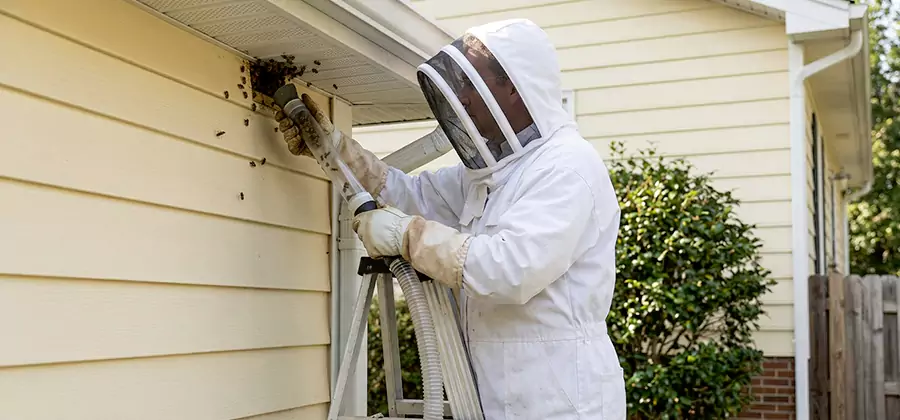 Wasp Nest in Wall Removal in Burke