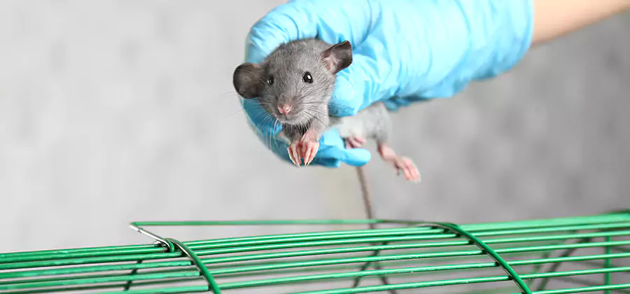 Humane Rat Trapping in Burke