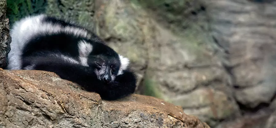 Humane Skunk Removal in Burke