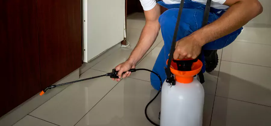 Indoor Insect Killer Solutions in Burke