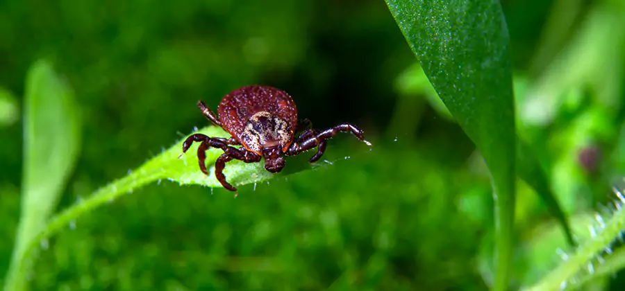 Tick Prevention for Yard in Burke