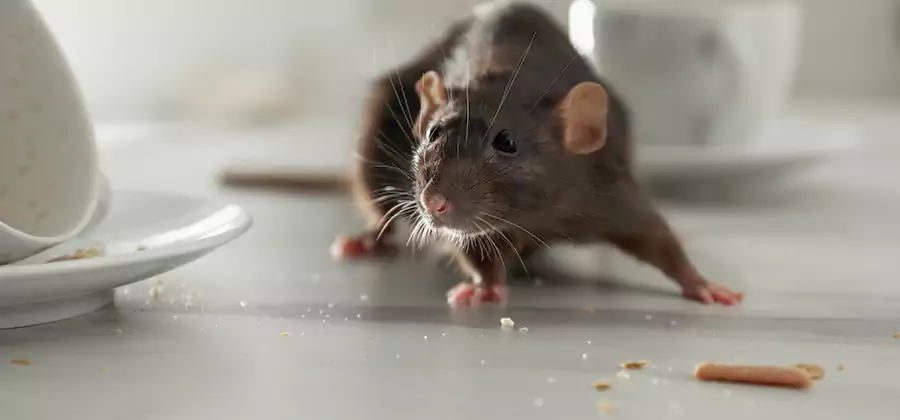 Rodent Feces Removal in Burke