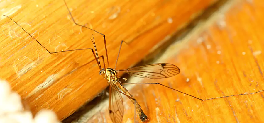 Exterior Mosquito Control in Burke