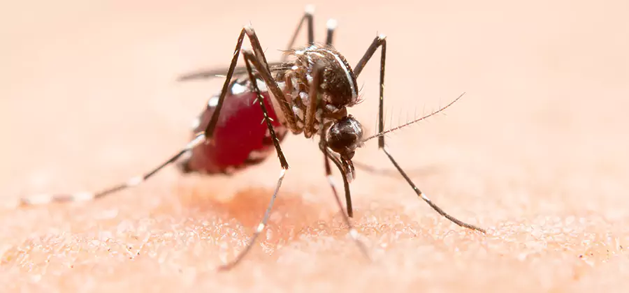 Indoor Mosquito Killer and Interior Control in Burke