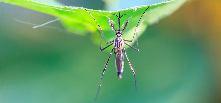 Pest and Mosquito Control for Yard and Patio in Burke