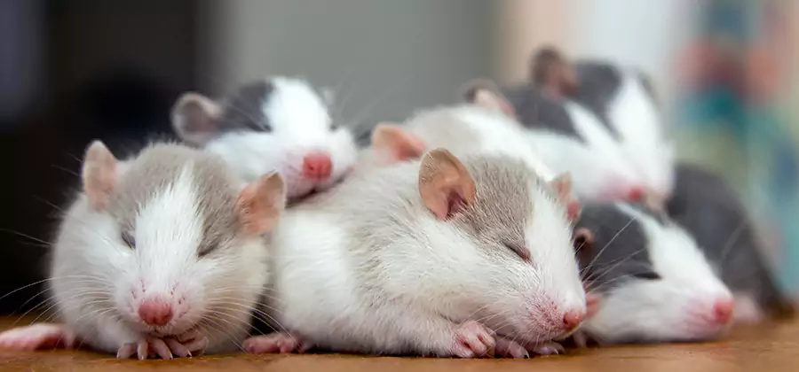 Burke Pet Safe Mice Control