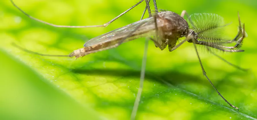 Herbal Mosquito Repellent Treatment in Burke