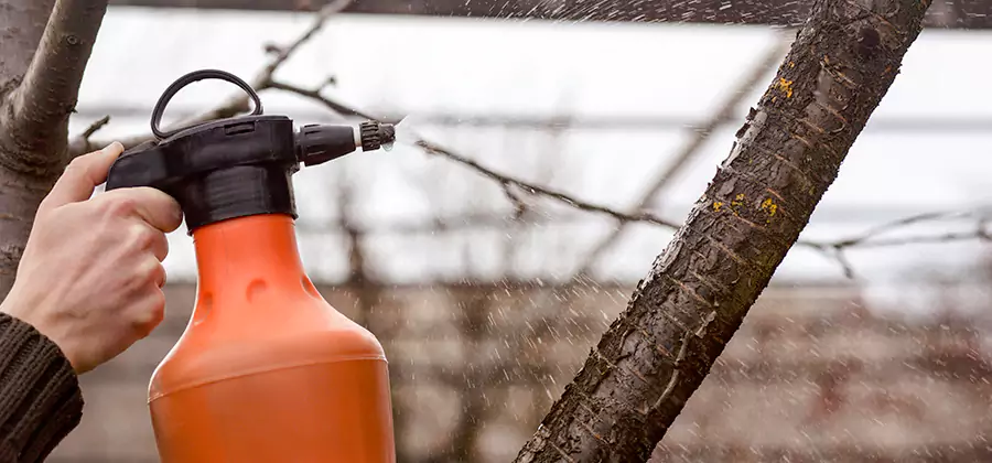 Orange Oil Structural Cavity Treatment in Burke