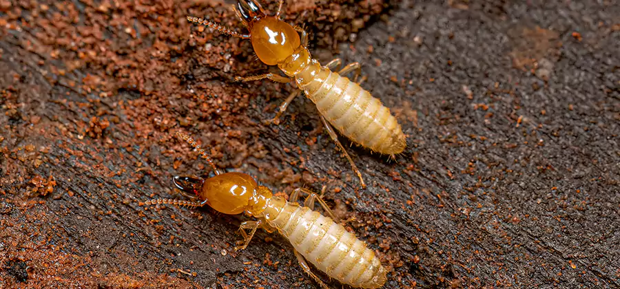 Natural Ant Hill Killer Treatment in Burke