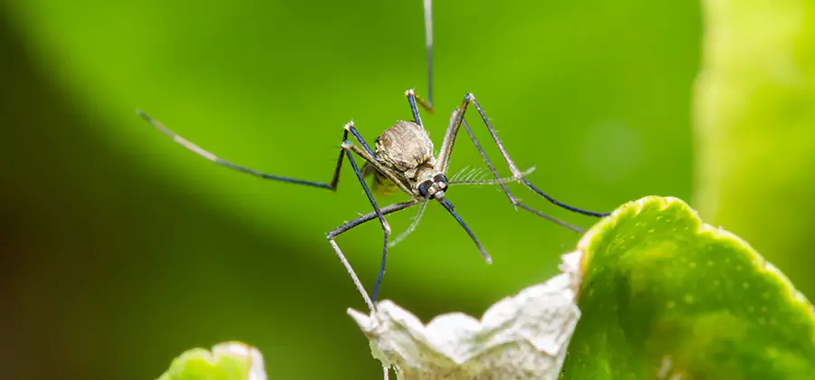 Natural Outdoor Mosquito Repellent in Burke