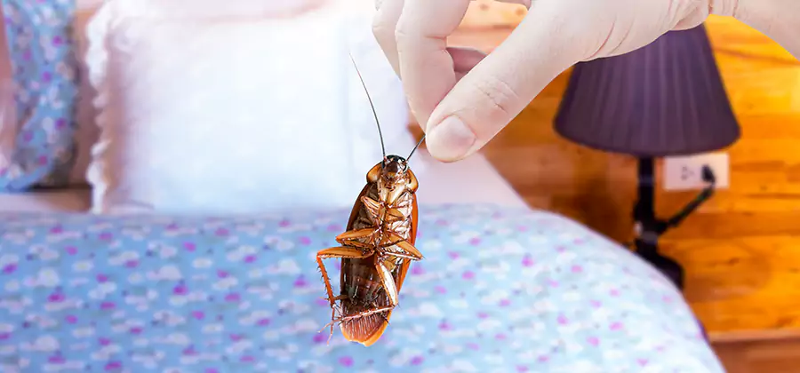 Bed Bug Inspection in Burke