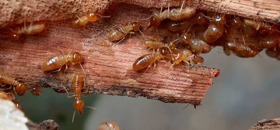 Termite Pest Management in Burke