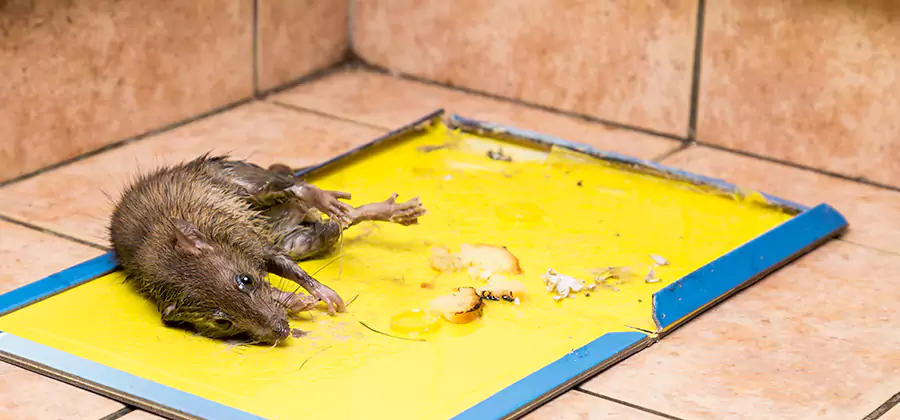 Rat Trapping Service In Burke