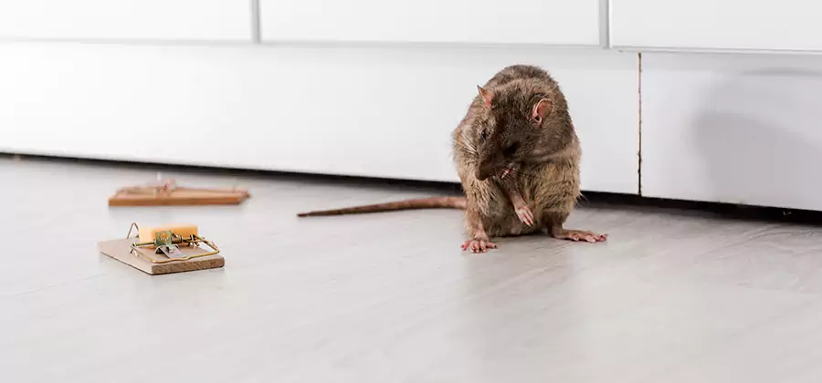 Rat Baiting Removal Service in Burke