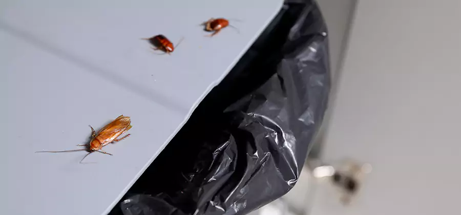 German Roach Pest Control in Burke