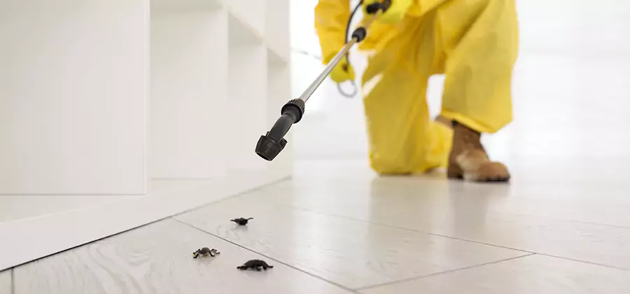 Roach and Bed Bug Exterminator in Burke
