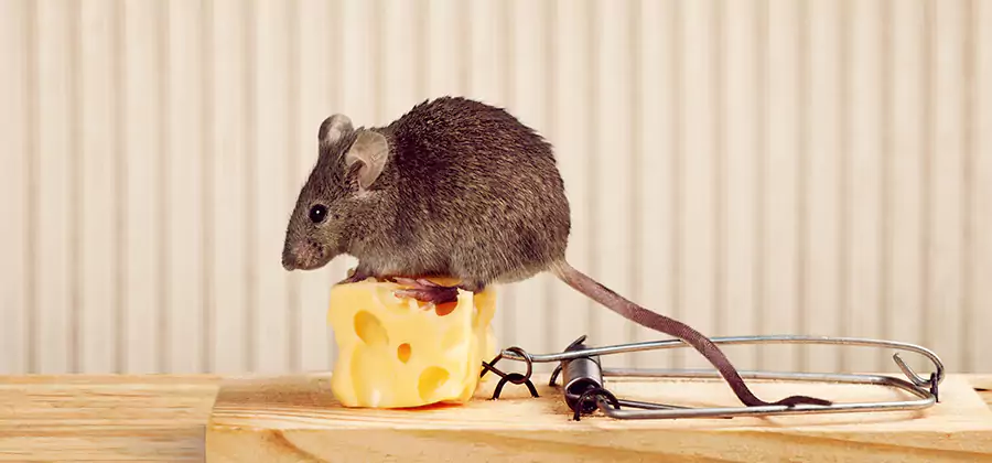 Commercial Rodent Exclusion Services in Burke