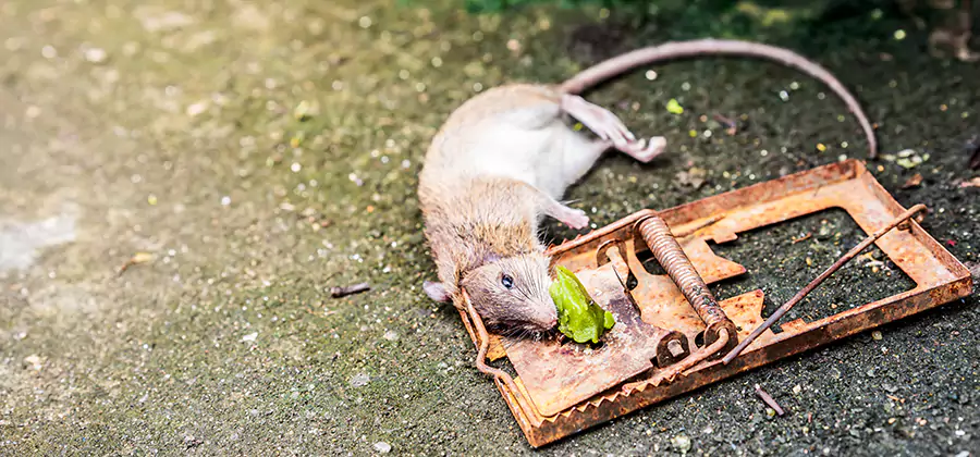 Rat Trapping in Burke