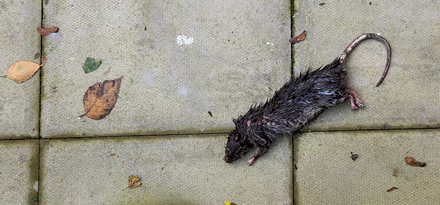 Rodent inspection service in Burke