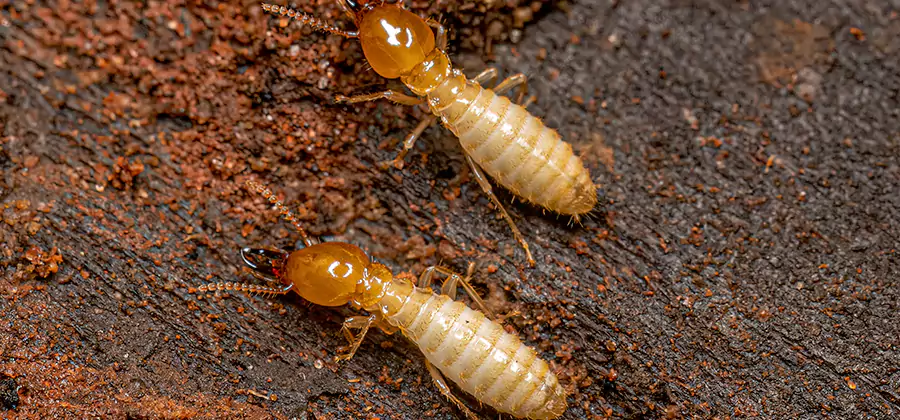 Sentricon Residential Termite Control in Burke