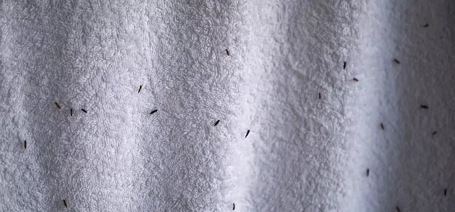 Small Black Ants in Bathroom Treatment in Burke