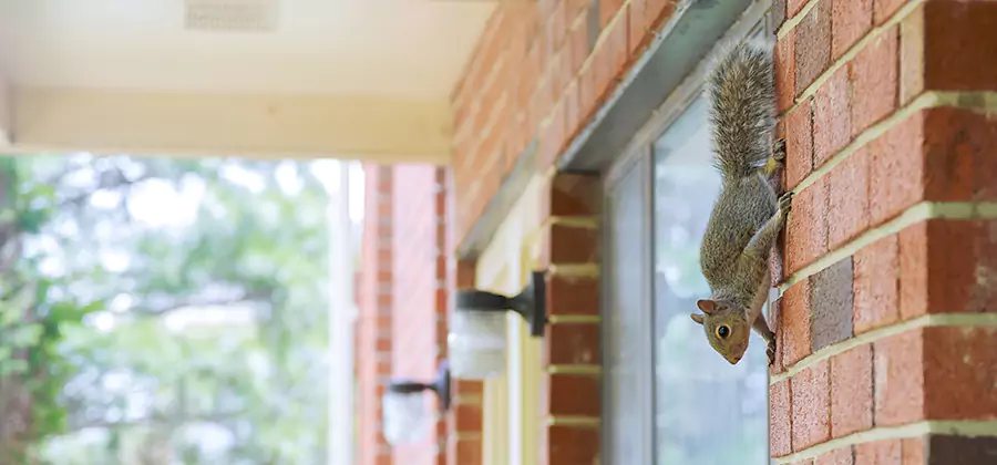 Squirrel Inside Walls Removal in Burke