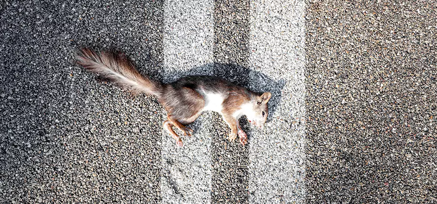 Dead Squirrel Removal in Burke
