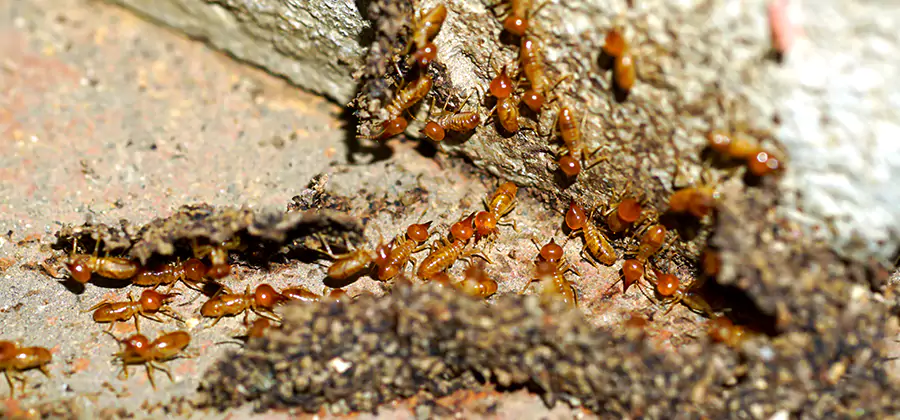 Wood Treatment and Localized Termite Solutions in Burke