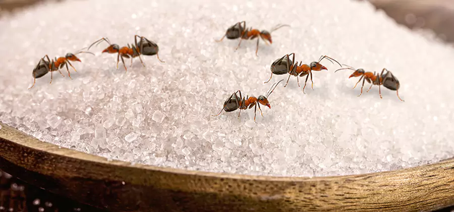 Indoor Sugar Ant Treatment in Burke