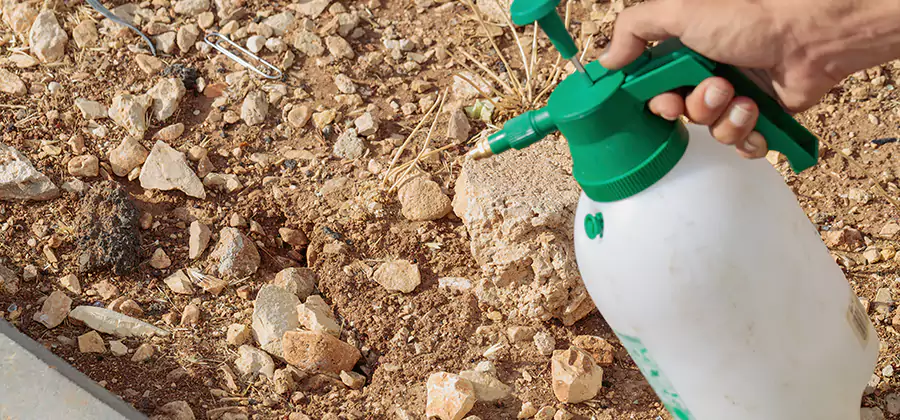 Heat Treatment Termite Cost in Burke