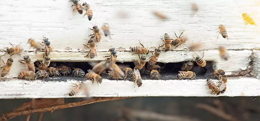 Residential Termite Fumigation in Burke