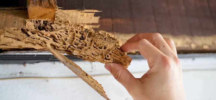 Pre-Purchase Termite Inspection in Burke
