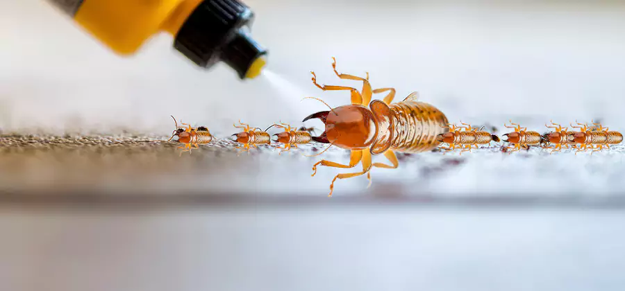 Foundation Termite Spraying Control in Burke