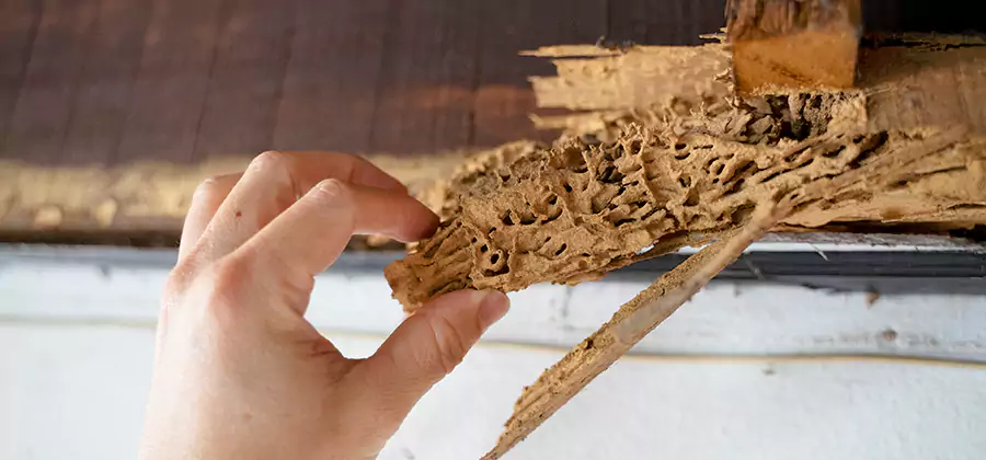 Pre-Construction Termite Treatment in Burke