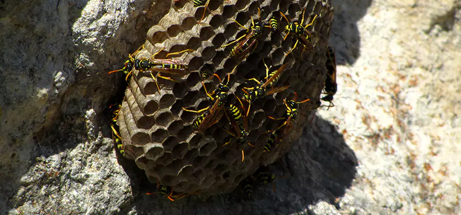 Wasp Nest in Tree Removal Burke
