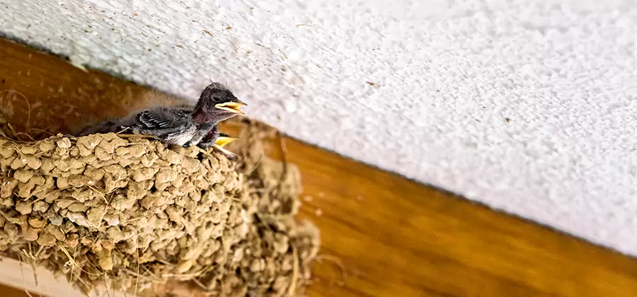 Bird Removal From House in Burke