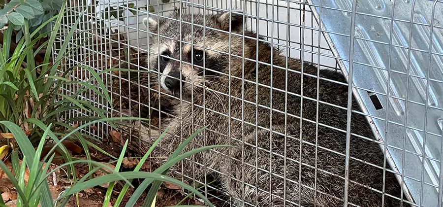 Wildlife Relocation Services in Burke