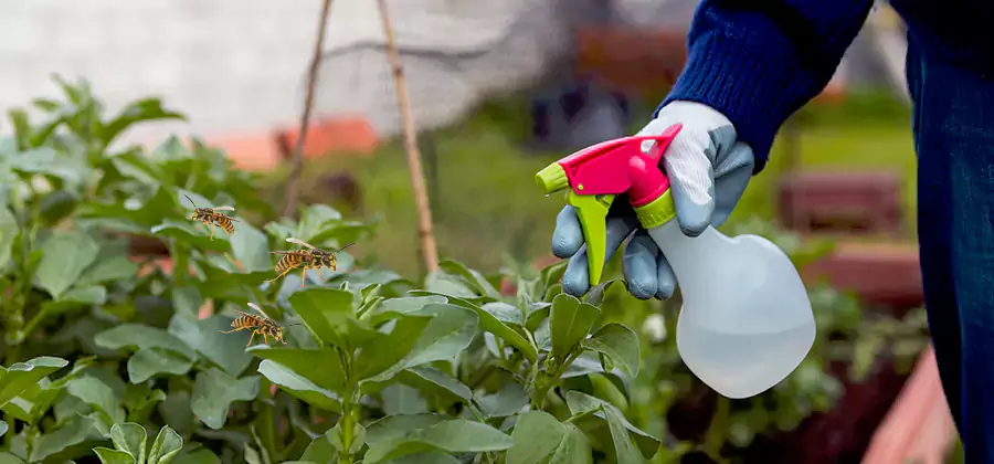 Yellow Jacket Pest Removal for Commercial Properties in Burke