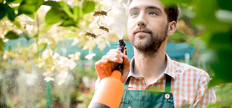 Yellow Jacket Wasp Removal in Burke