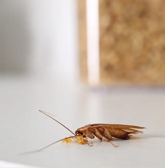 Why Burke Pest Control Pro Stands Out in Burke, VA?