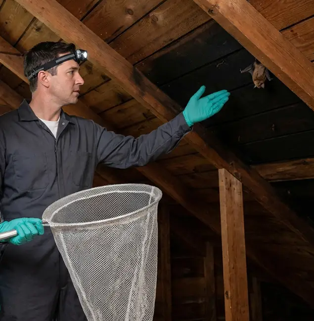 Why Burke Pest Control Pro Is the Right Choice in Burke, VA?
