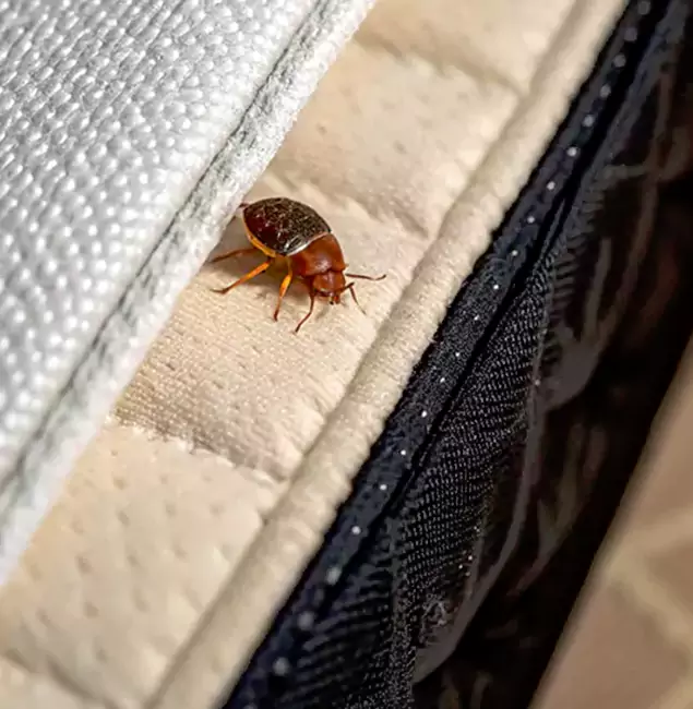Why Choose Burke Pest Control Pro for Bed Bug Treatment at Home in Burke, VA?