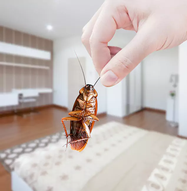 Why Burke Pest Control Pro Stand Out For Bed Bug Inspection in Burke, VA?