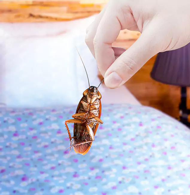 Why Choose Burke Pest Control Pro for Bed Bug Treatment in Burke, VA?