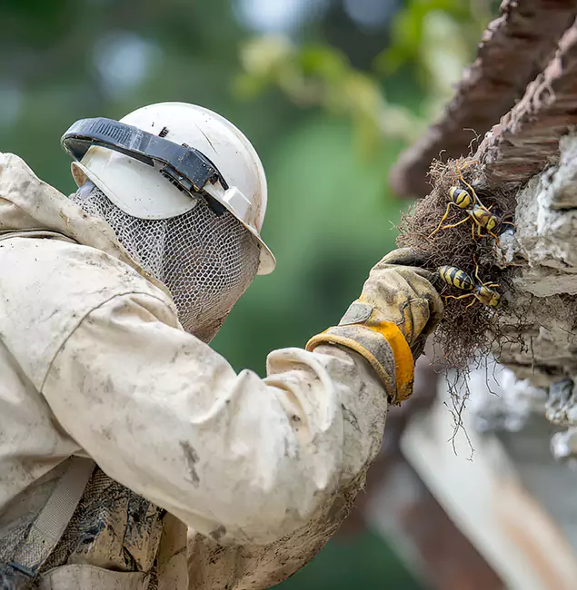 Why Burke Property Owners Choose Burke Pest Control Pro for Bee Exterminator?