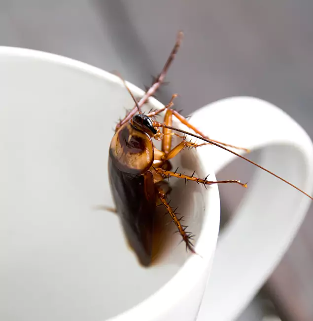 Why Burke, VA Residents Trust Burke Pest Control Pro for Cockroach Fumigation?