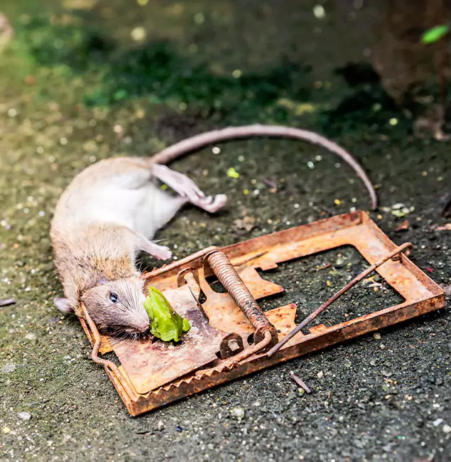 Why Burke, VA Homeowners Trust Burke Pest Control Pro for Rodent Removal?