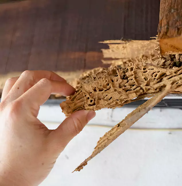 Why Choose Burke Pest Control Pro in Burke, VA?