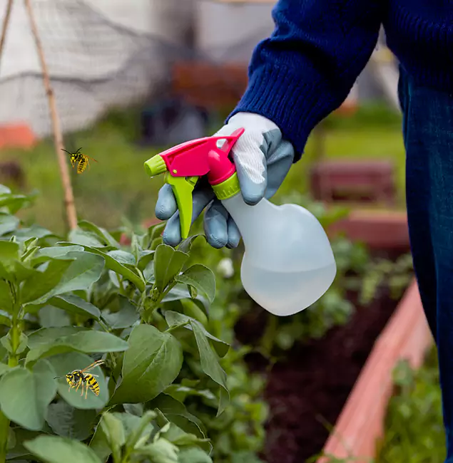 Why Burke Homeowners Choose Burke Pest Control Pro for Honey Bee Removal?